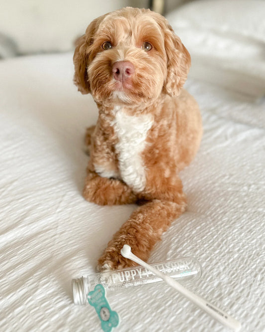 Prendre soin du sourire de votre fidèle compagnon : Guide complet de l'hygiène dentaire pour chiens avec Loom Pet Store